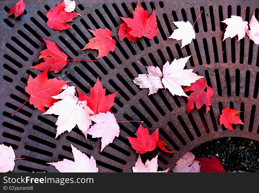 Red fall leaves on a urban ground