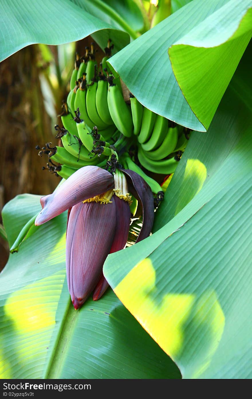 A Banana blossom on the tree