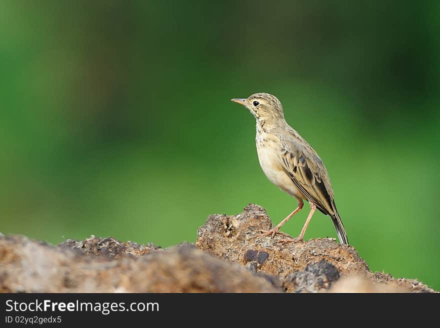 Paddyfield Pipit