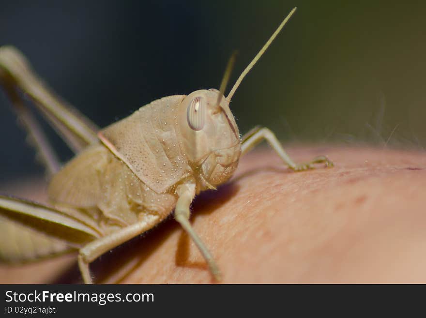 A Close-Up Shot of a Cricket on an Arm
