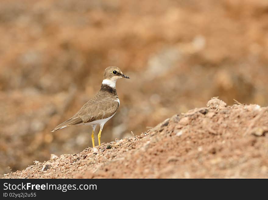 Golden Ringed Plover