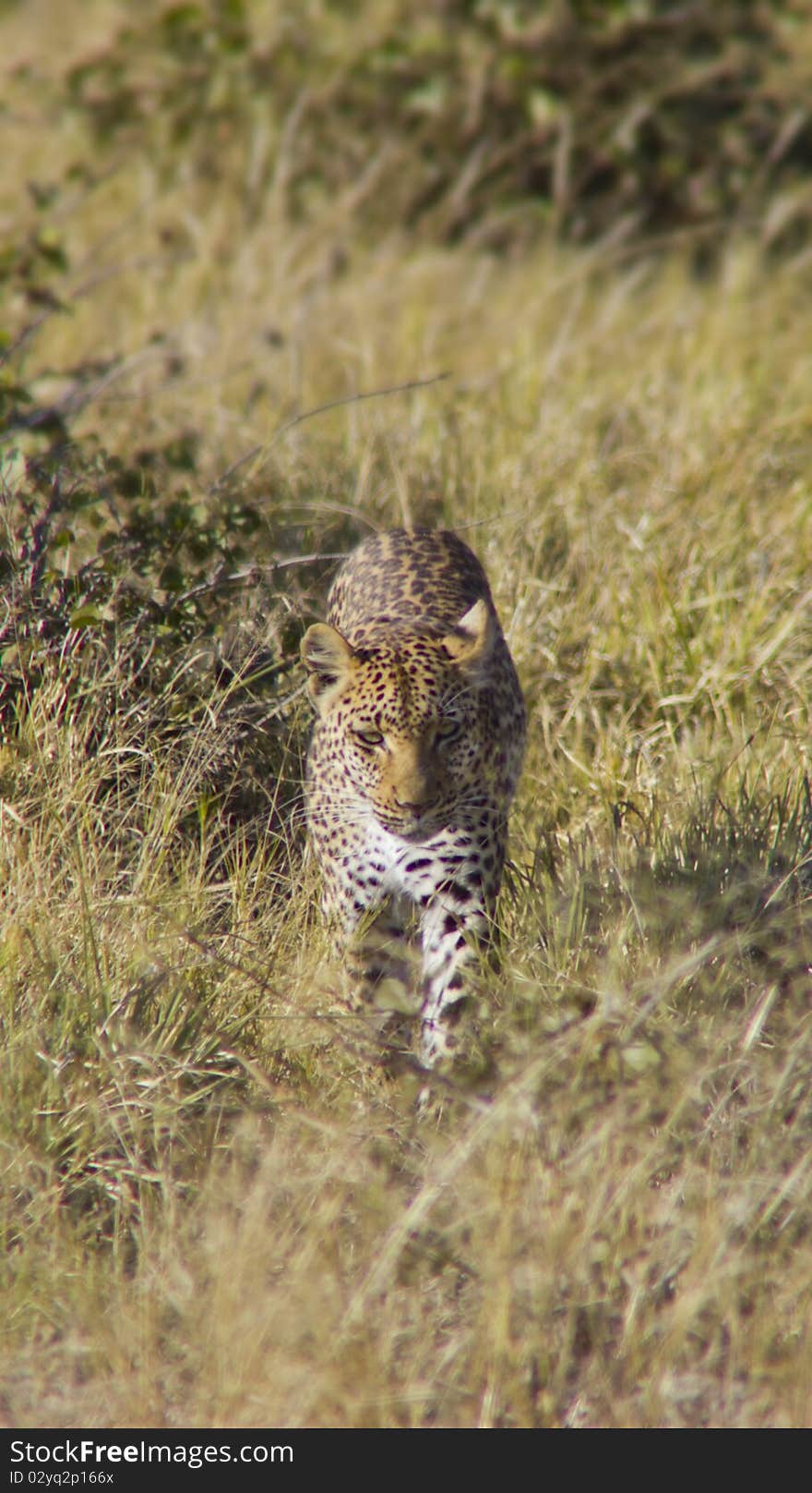 Leopard Stalking