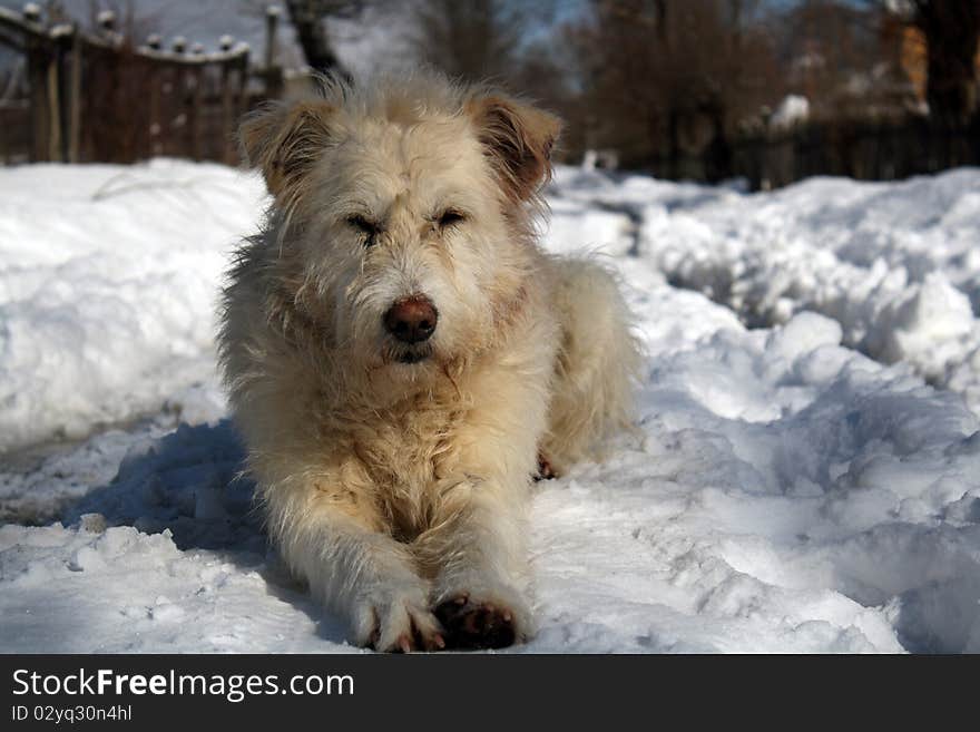 Man best friend siting on snow. Man best friend siting on snow