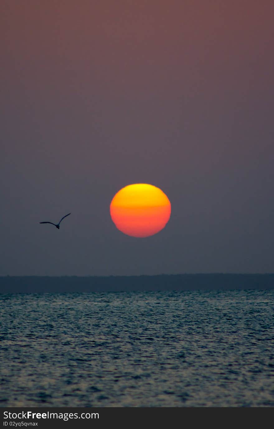 A large, red sun setting with a bird in the foreground. A large, red sun setting with a bird in the foreground