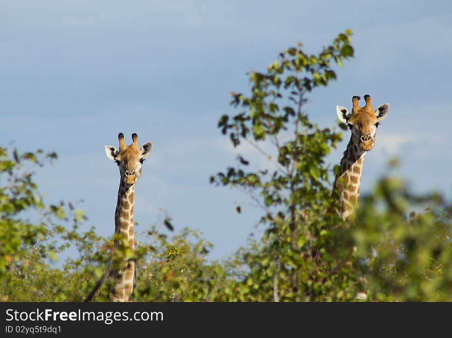 A mother and daughter giraffe peeking over the trees in Africa. A mother and daughter giraffe peeking over the trees in Africa