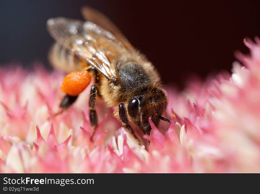 Bee is collecting food