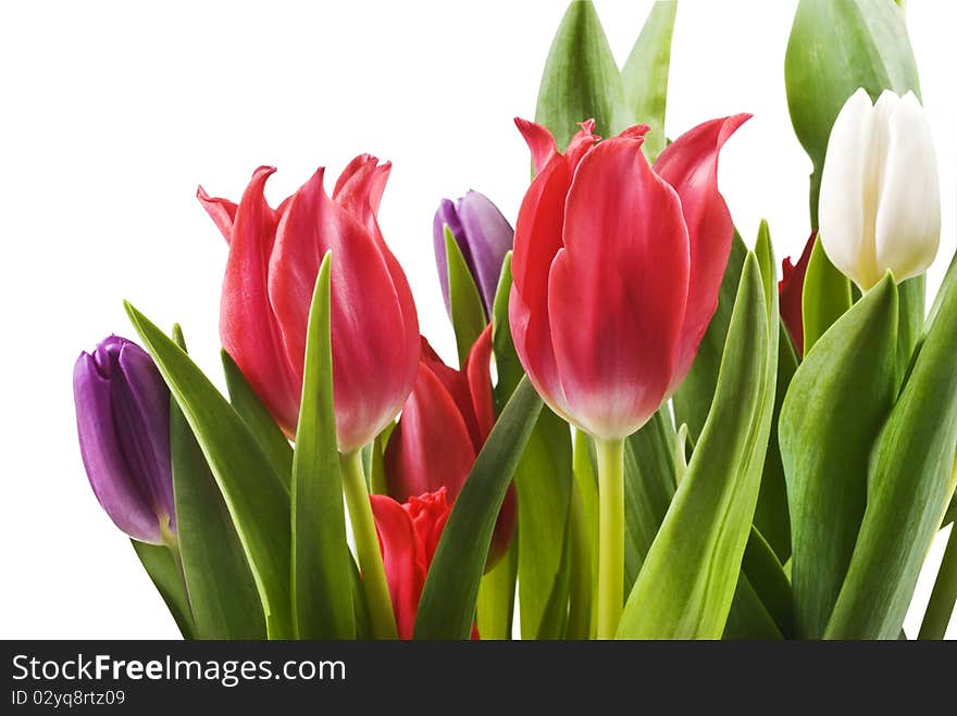 Red white and purple tulips on a white background. Red white and purple tulips on a white background