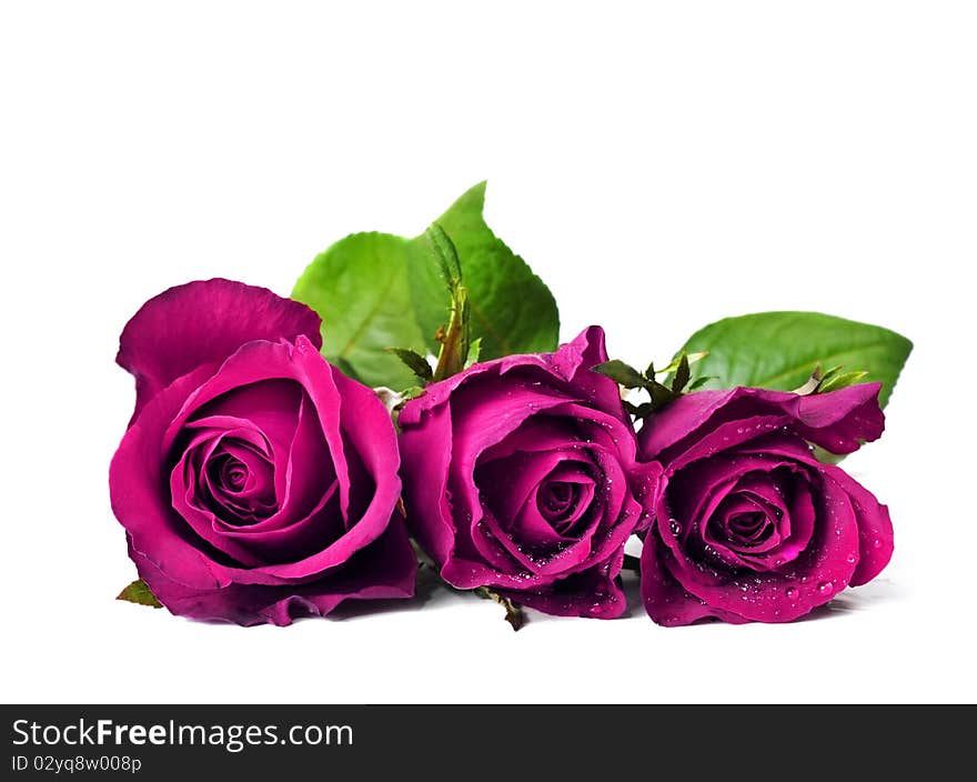 Three dark pink roses in a pure white background with space for text. Three dark pink roses in a pure white background with space for text