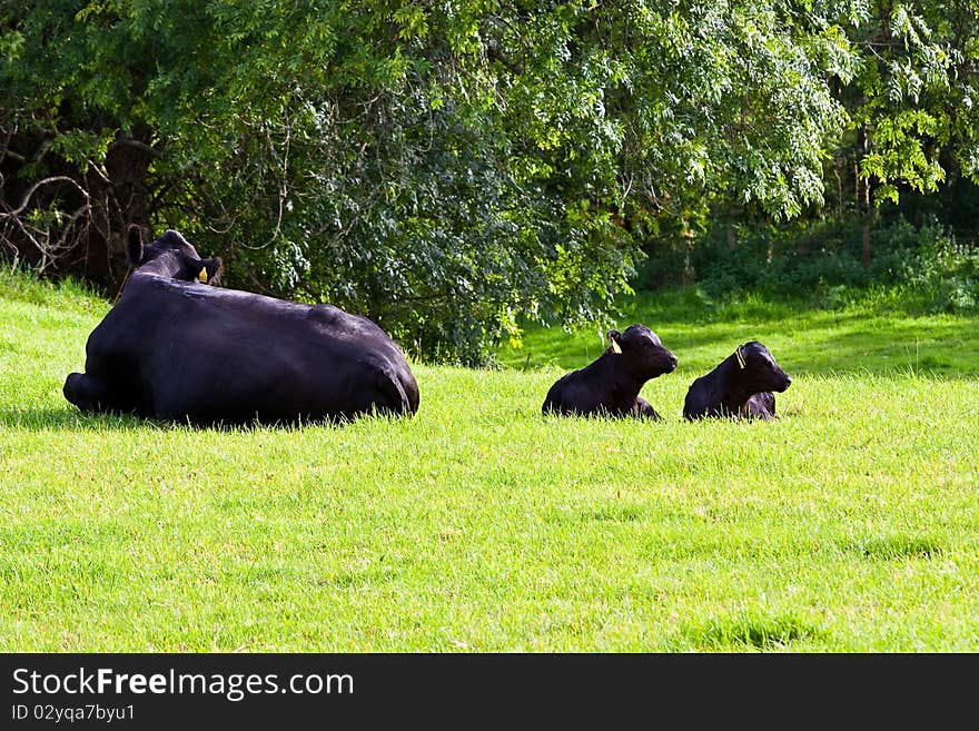 Calfs In The Field