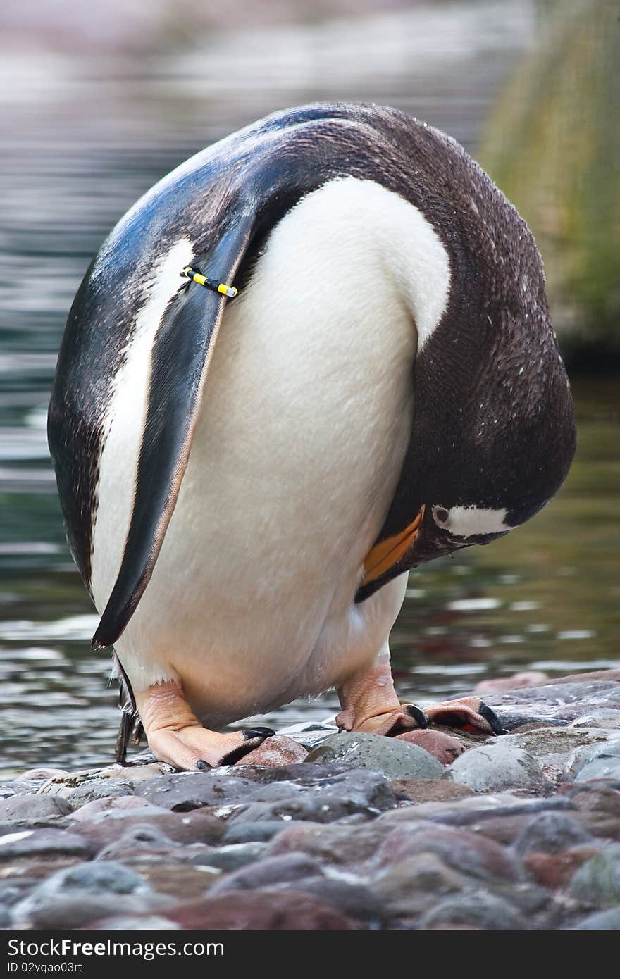 Gentoo Penguin