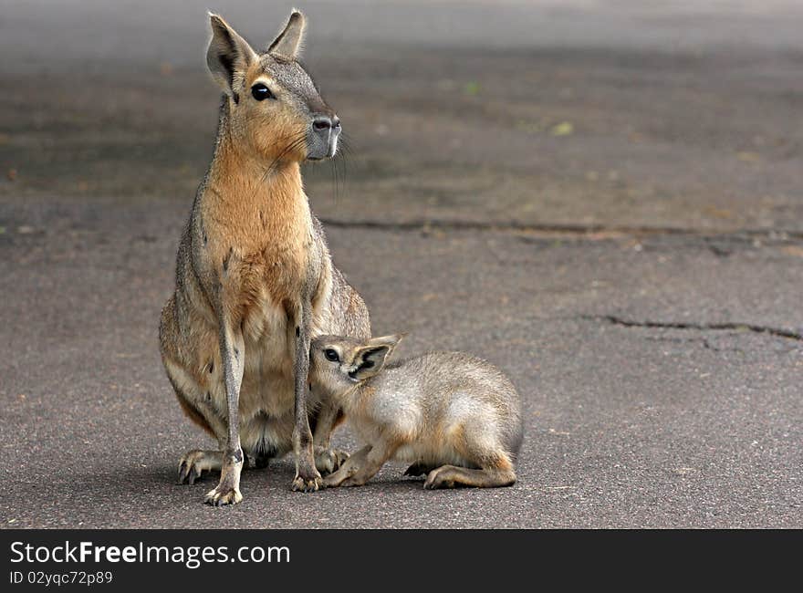 A mara nursing her cub in buenos aires zoological. A mara nursing her cub in buenos aires zoological