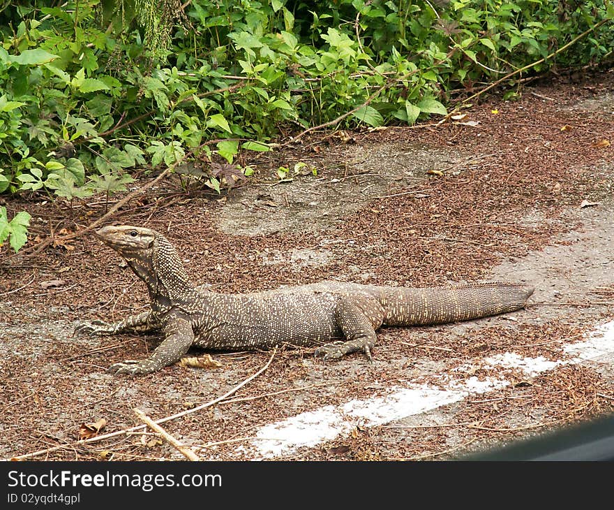 Bengal monitor lying on road by the forest. Bengal monitor lying on road by the forest