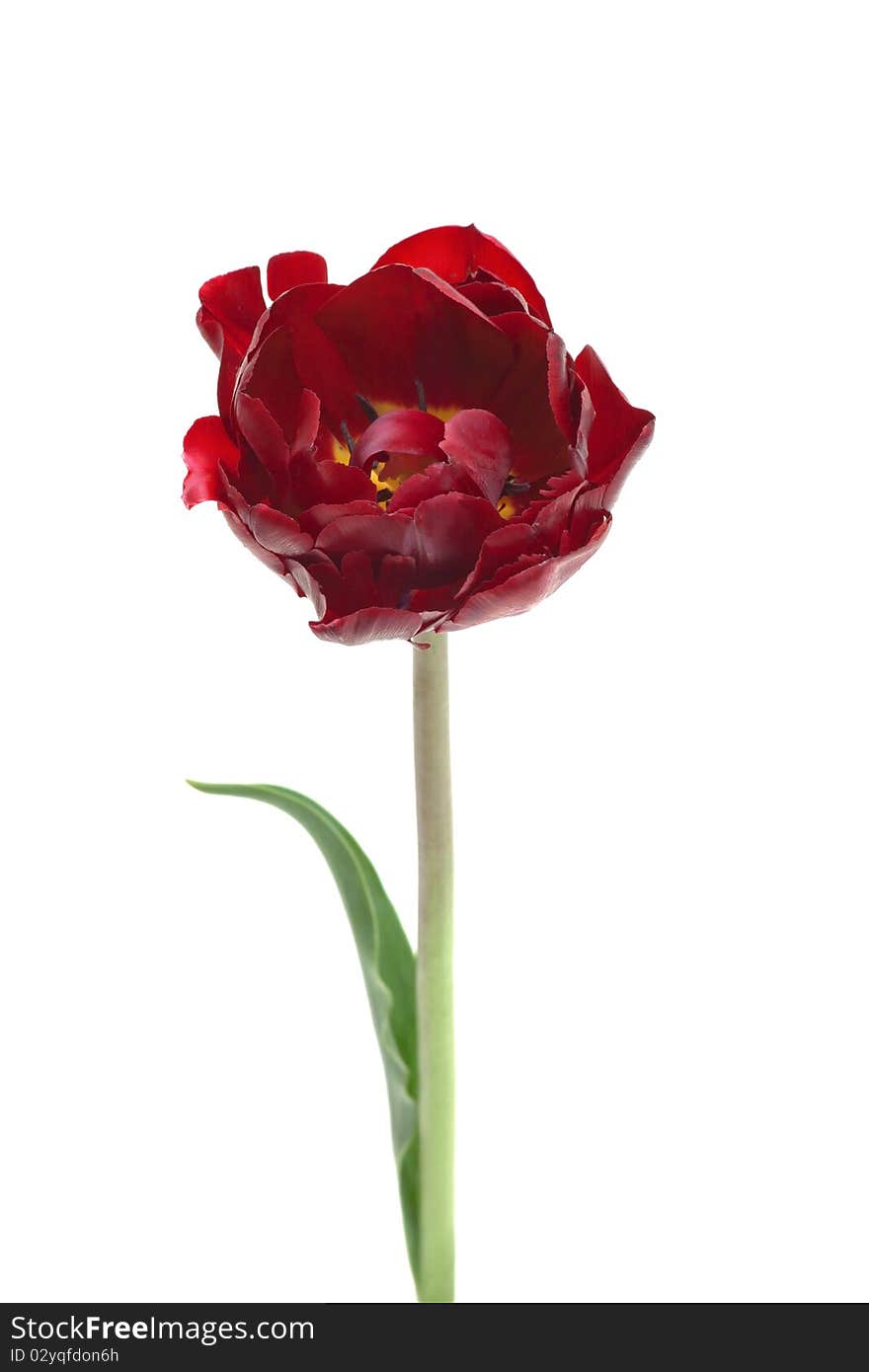 Burgundy Double Peony Tulip