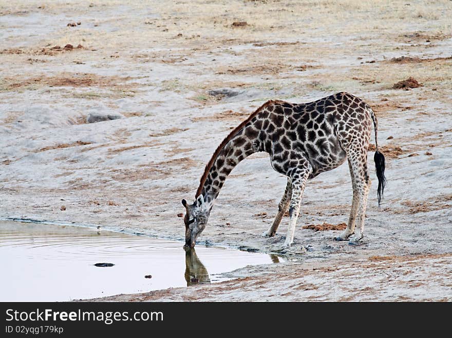 Reflection of Giraffe (Giraffa cameloparadalis) drinking at Nyamandlovu Pan, Hwange, Zimbabwe