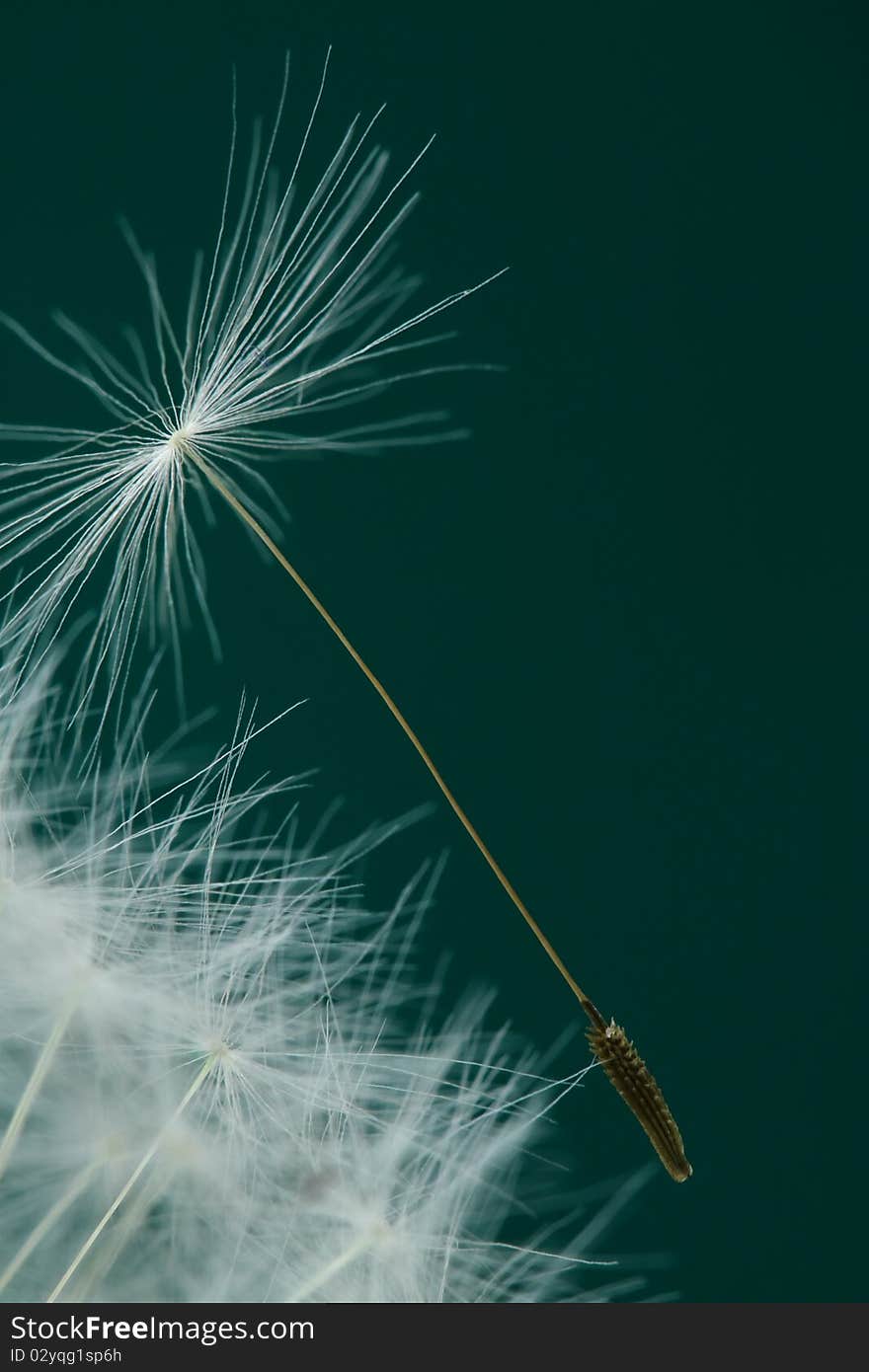 Dandelion