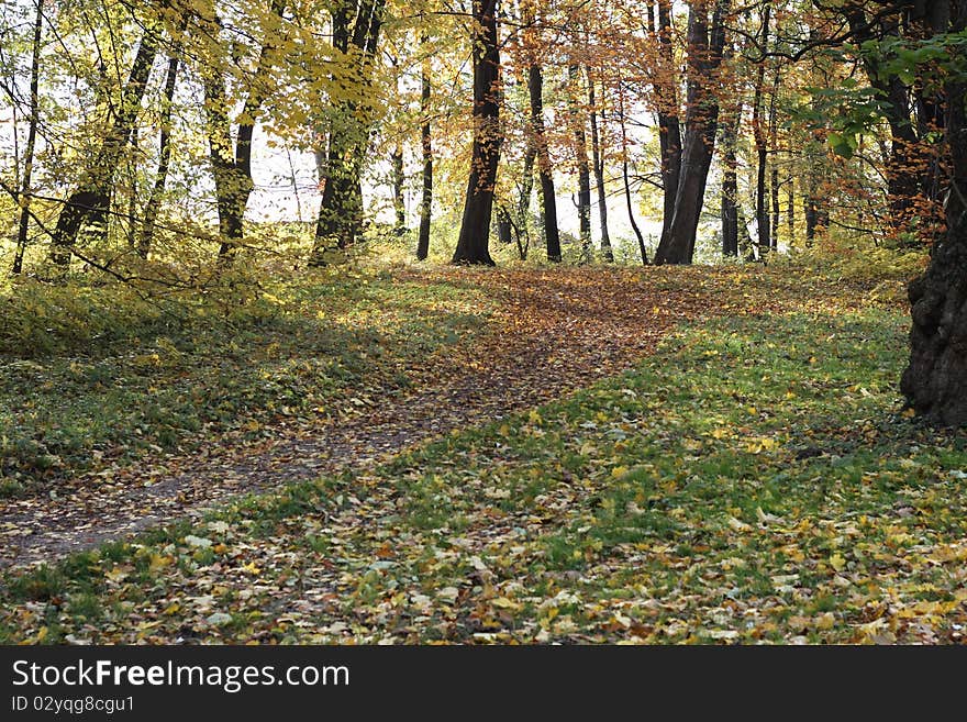 Autumn forest landscape