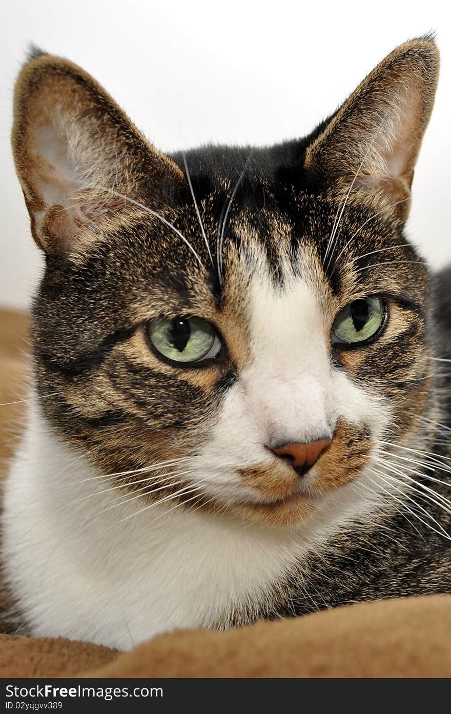 A house cat relaxes and poses for this photograph, he is beautiful