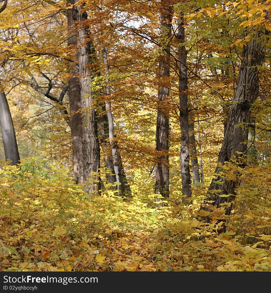 Autumn forest landscape on sunny day