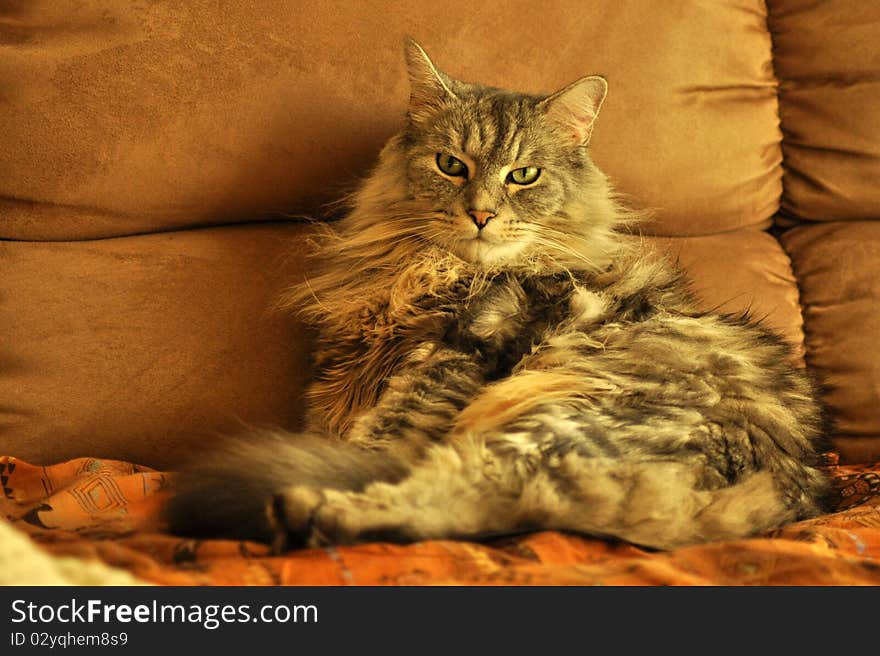 A house cat relaxes and poses for this photograph, he is beautiful