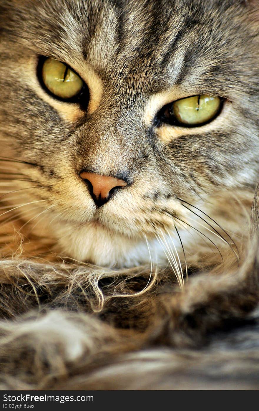 A house cat relaxes and poses for this photograph, he is beautiful