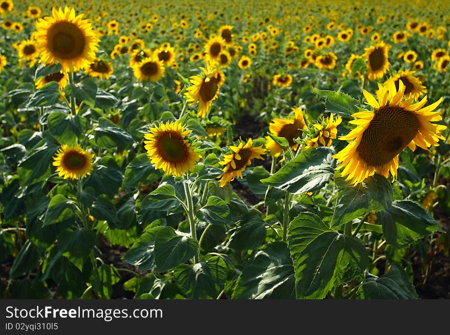 Sunflower Field. Flowering of sunflower.