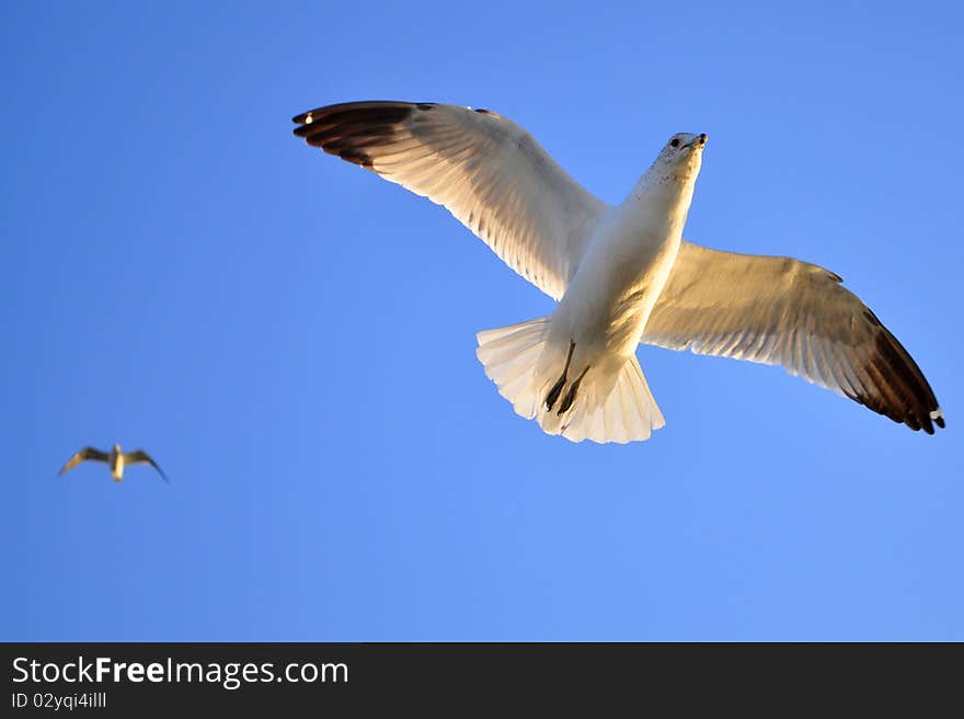 Seagull