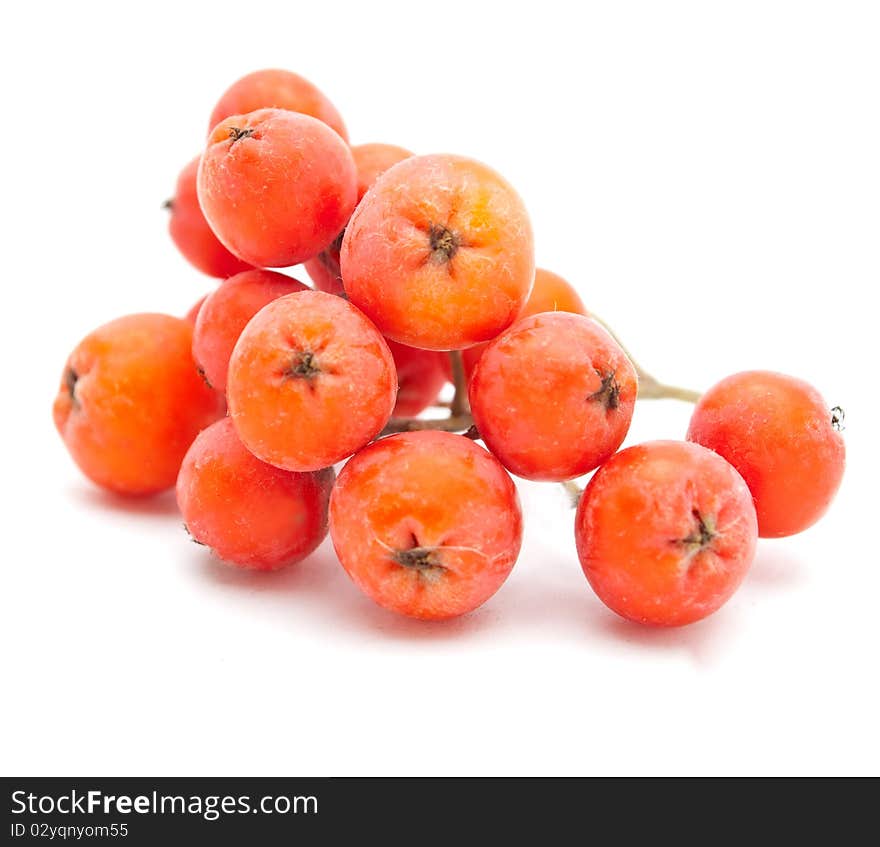 Rowan isolated on a white background