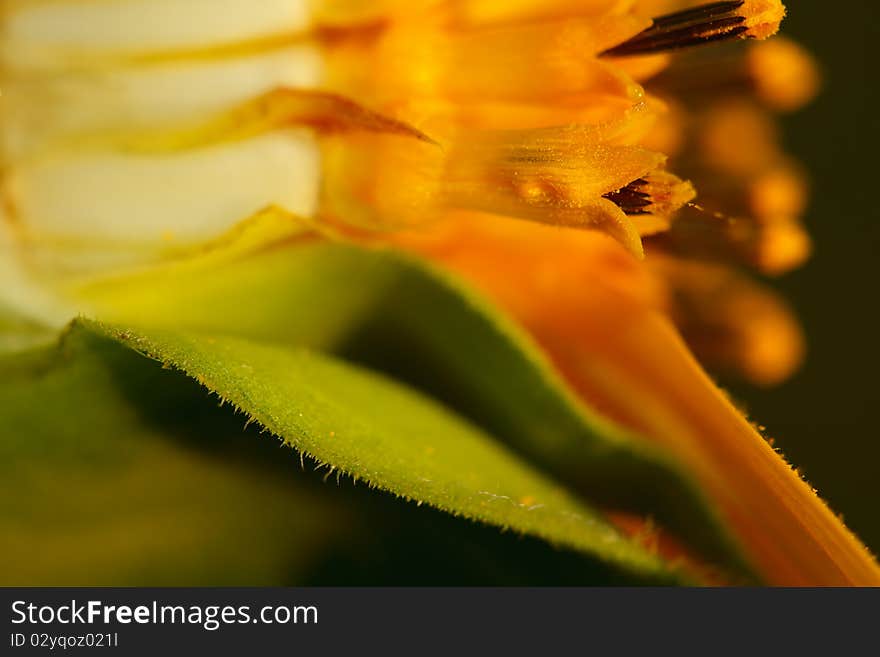 Break a secret of flower of sunflower