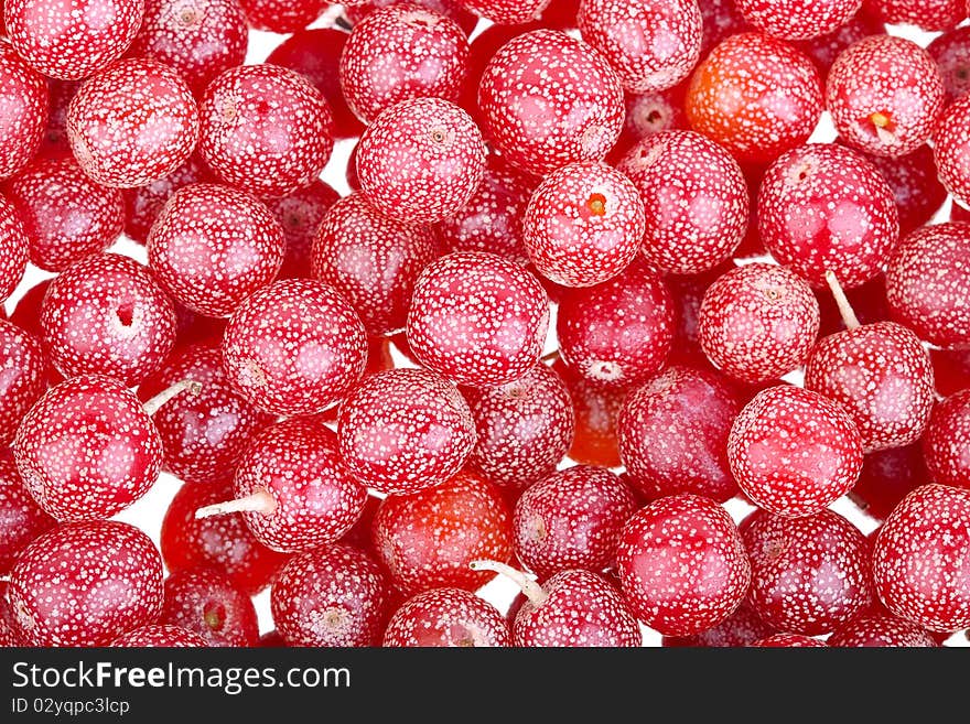 Background from a sea-buckthorn