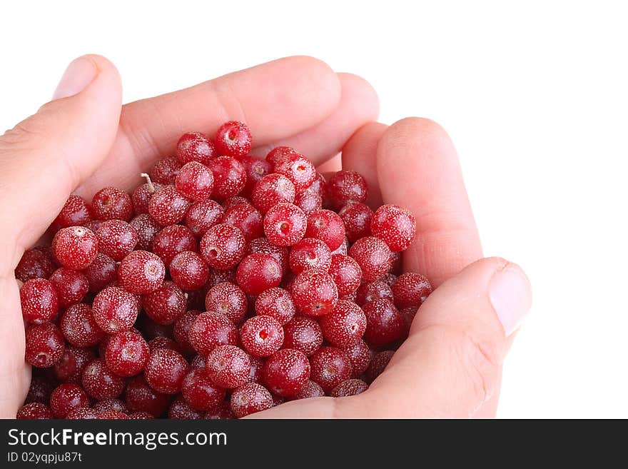 A handful of sea-buckthorn is in hands