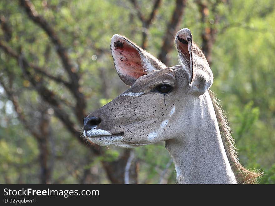 An Impala standing in a veld