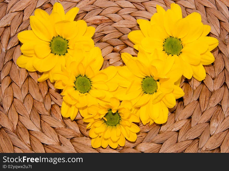 Chrysanthemum Flowers