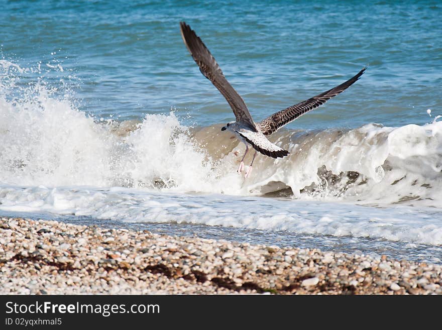 Seashore In Crimea