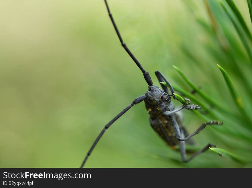 Insect with long moustaches by a large plan. Small depth of sharpness. Insect with long moustaches by a large plan. Small depth of sharpness