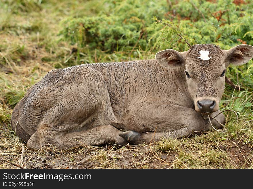 A young calf lying on a grass