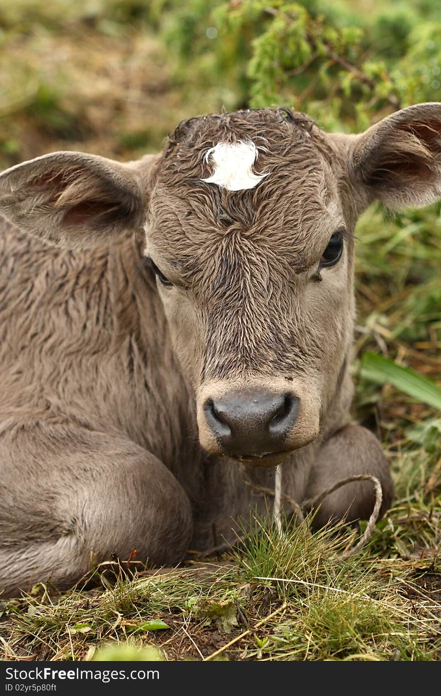 A young calf lying on a grass