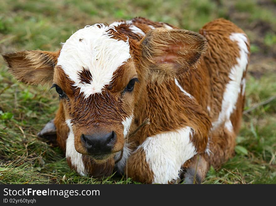 A young calf lying on a grass