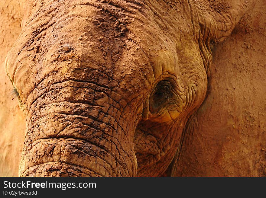 A portrait of African Elephant Closeup