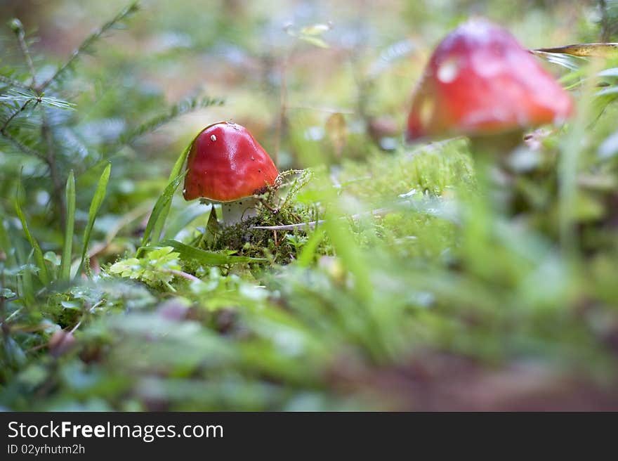 Close-up picture of a Amanita poisonous mushroom in nature