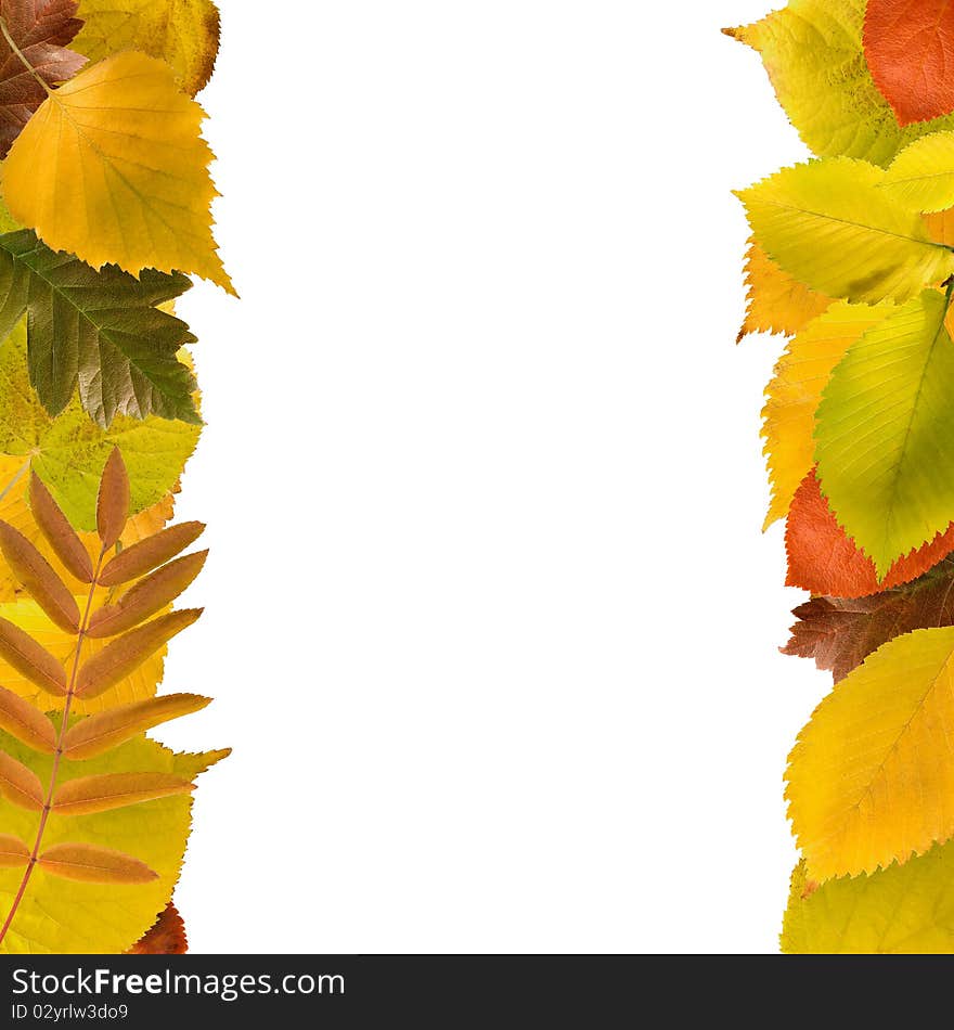 Two columns of different autumn leaves on white forming a square frame. Two columns of different autumn leaves on white forming a square frame.