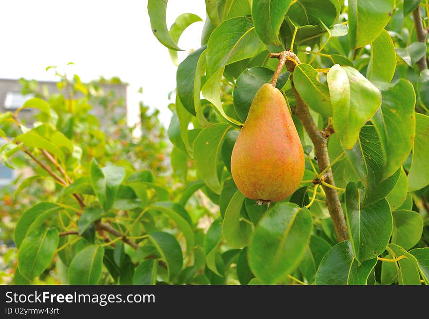 Sweet, red organic pear, Tramore, Ireland. Sweet, red organic pear, Tramore, Ireland