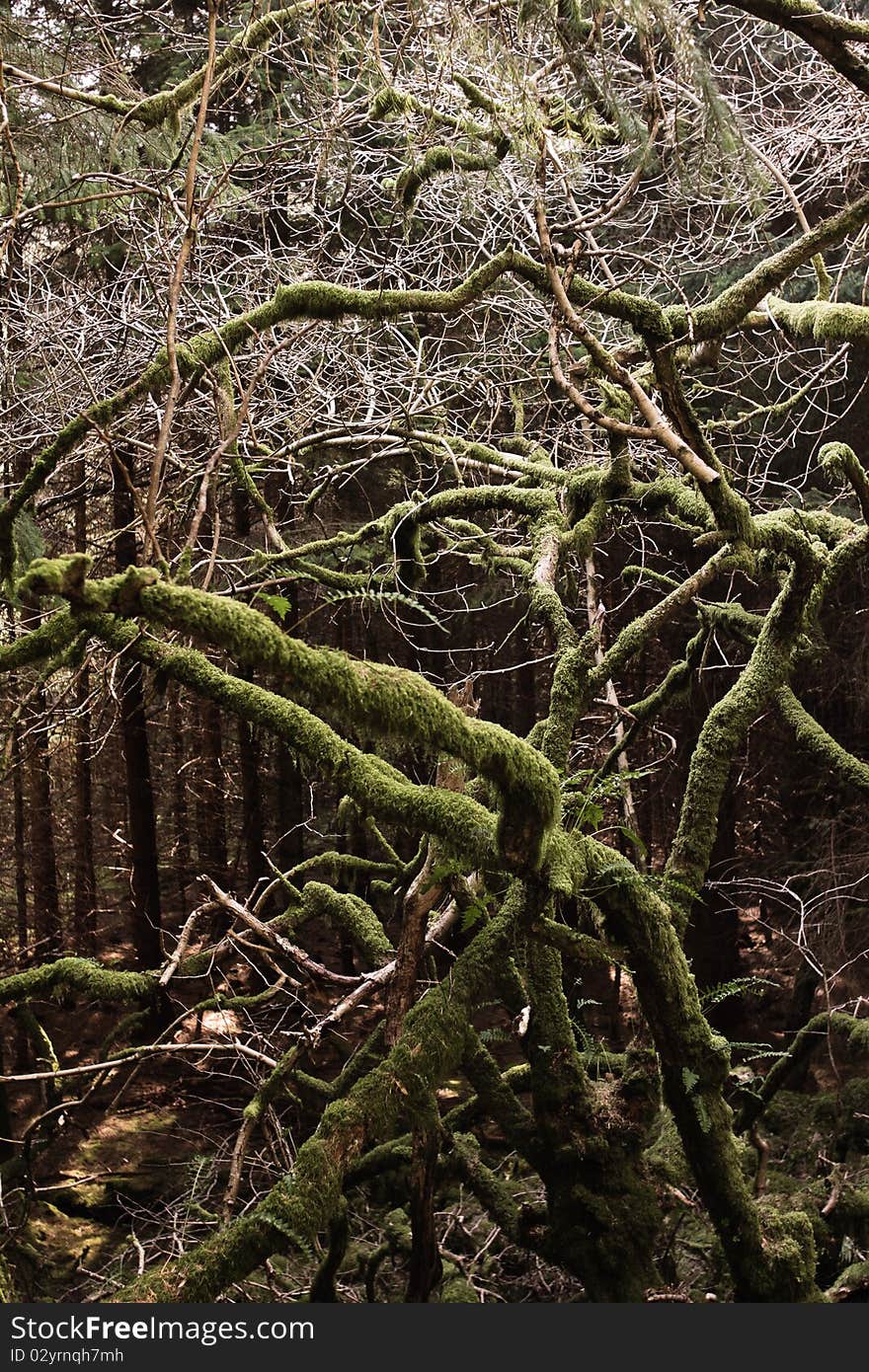 Tree in Forest