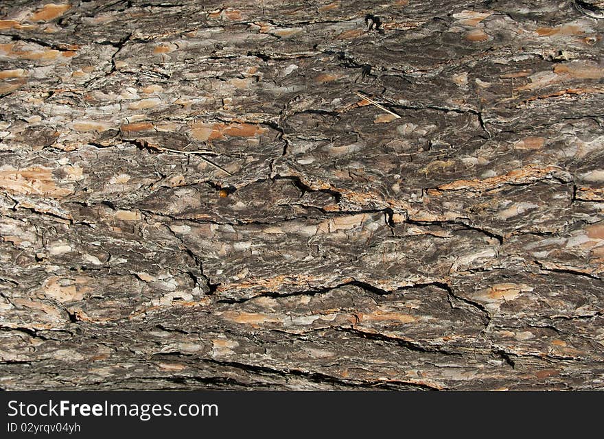 Tree bark texture