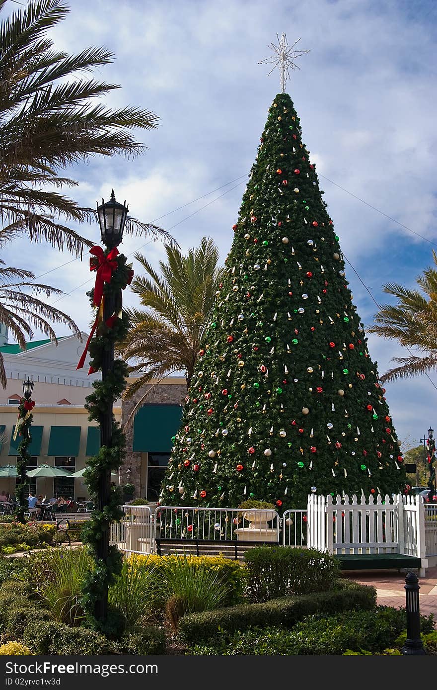 Large Christmas Tree In Town Center