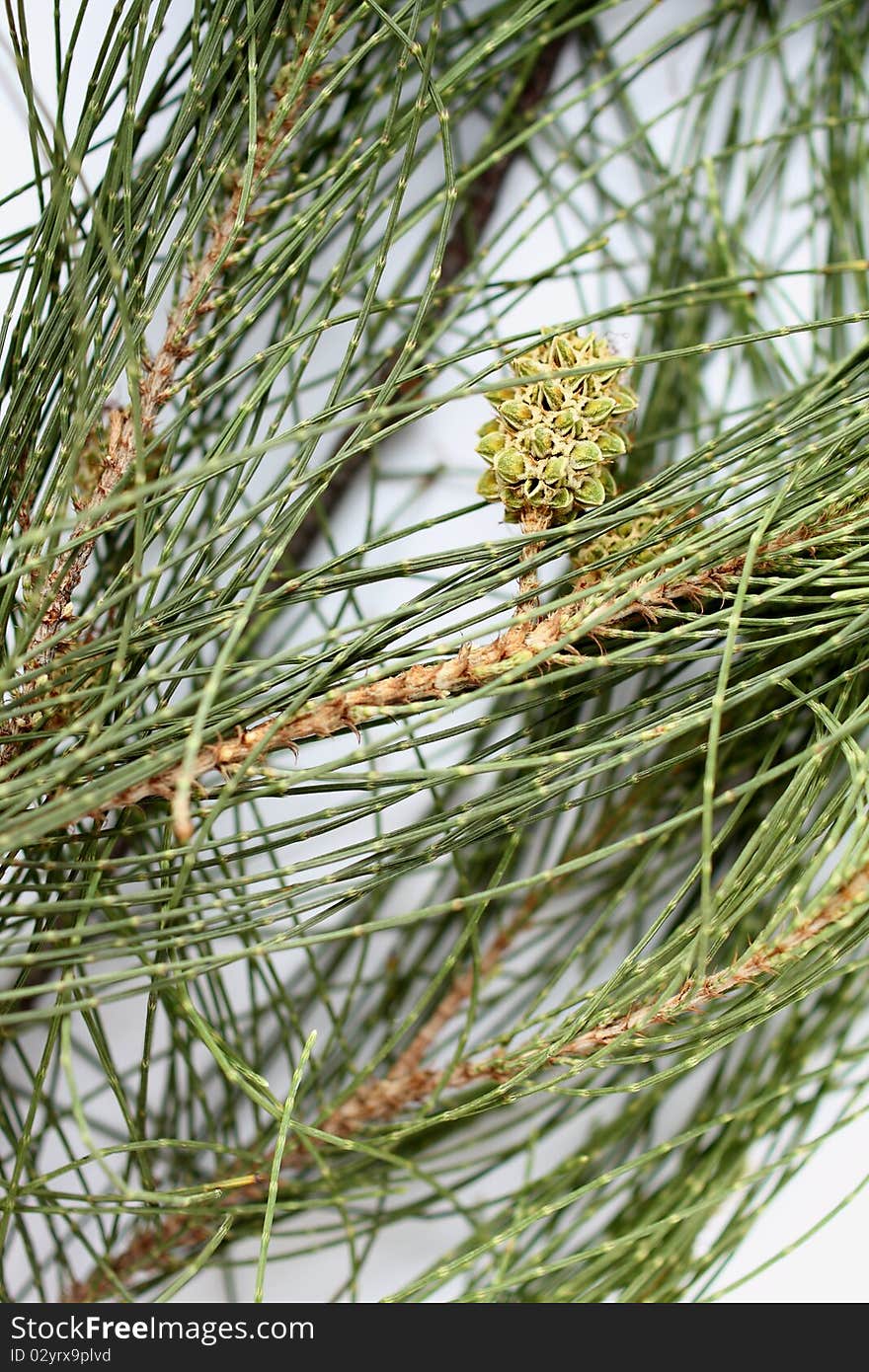 Pine seeds and leaf on white paper. Pine seeds and leaf on white paper.