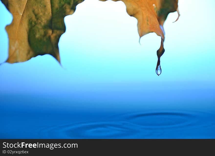 Falling drops from tip of green leaf into blue rippled water