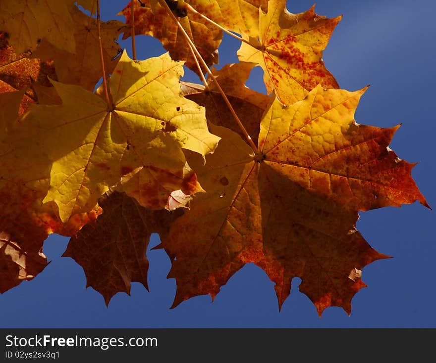 Autumn Leaves In Switzerland