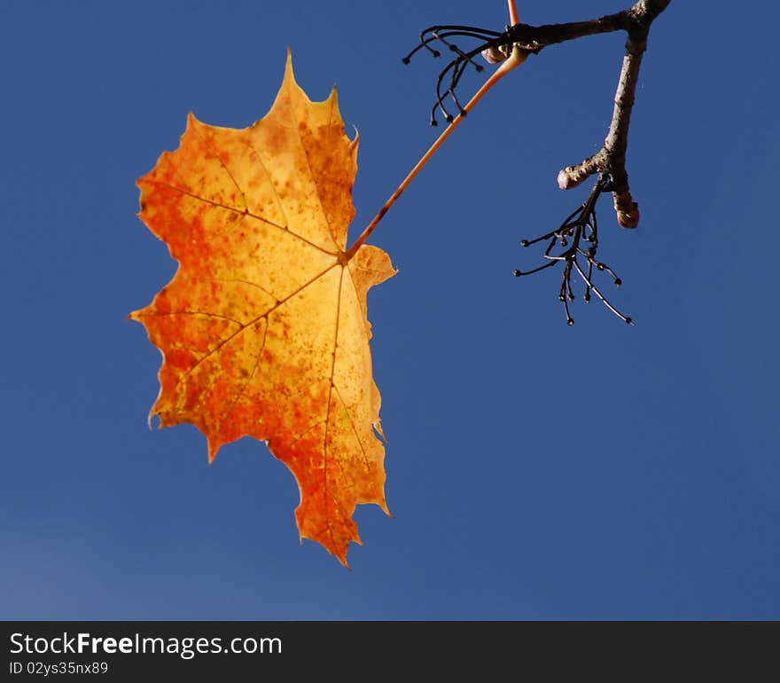 Autumn Leaves In Switzerland