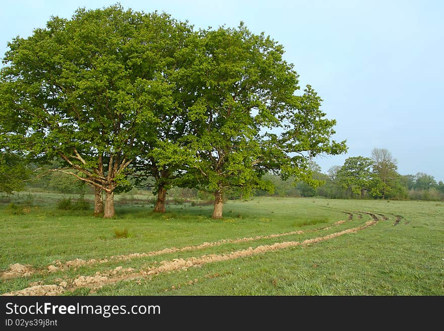 Spring oaks
group of spring trees