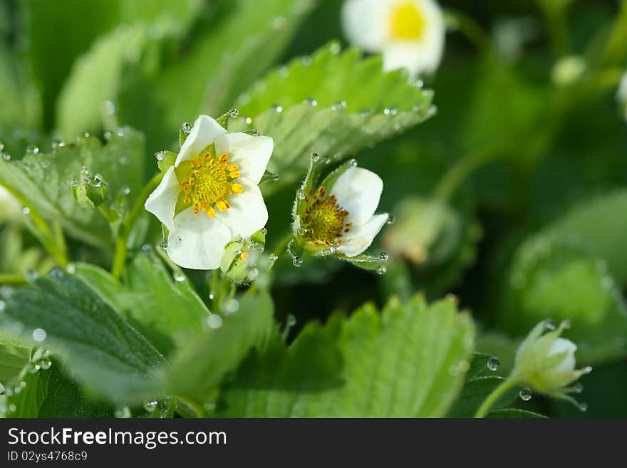 Flowering strawberry with the drops of dew